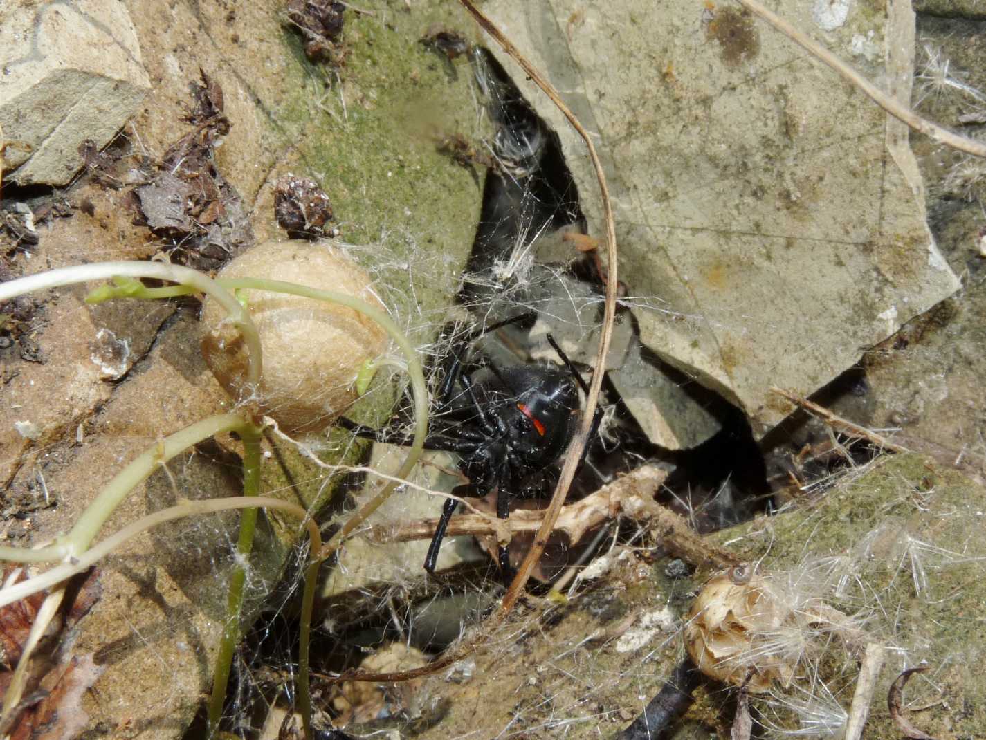 I Latrodectus sono ancora numerosi?